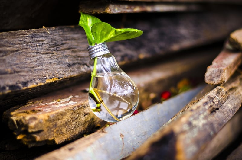 Upcycling in Gardening